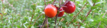 Cranberry fruit on vine in New Jersey's Double Trouble State Park historic cranberry bog.
